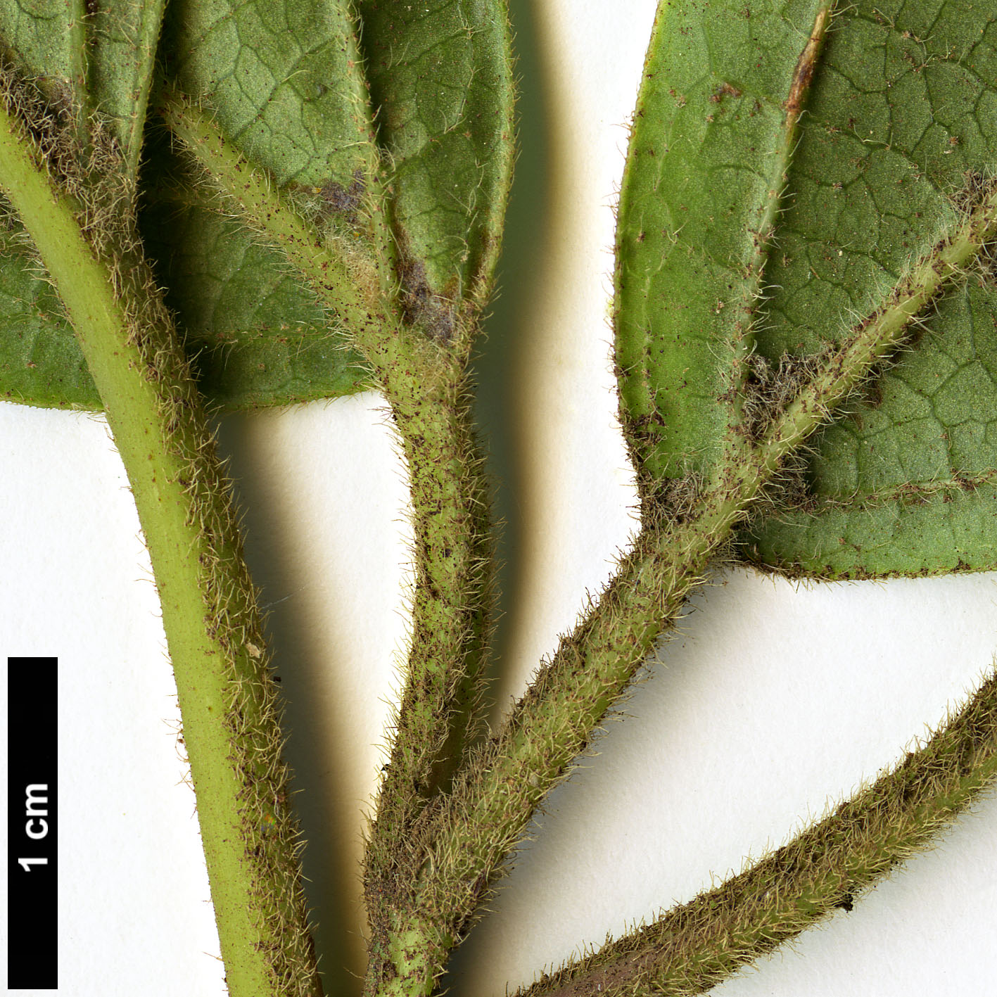 High resolution image: Family: Adoxaceae - Genus: Viburnum - Taxon: rugosum